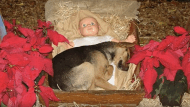 Homeless Puppy Finds Shelter In A Nativity Scene