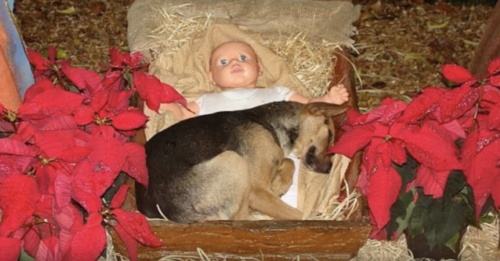 Homeless Puppy Finds Shelter In A Nativity Scene