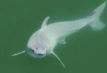 'One of the holy grails of shark science': Watch 1st ever footage of baby great white shark moments after birth