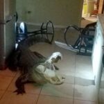 'I have a gigantic alligator ... in my kitchen': 11-foot gator detained after breaking into Florida home