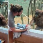 Curious Orangutan Asked To See Visitors Newborn At Louisville Zoo