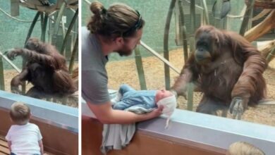Curious Orangutan Asked To See Visitors Newborn At Louisville Zoo