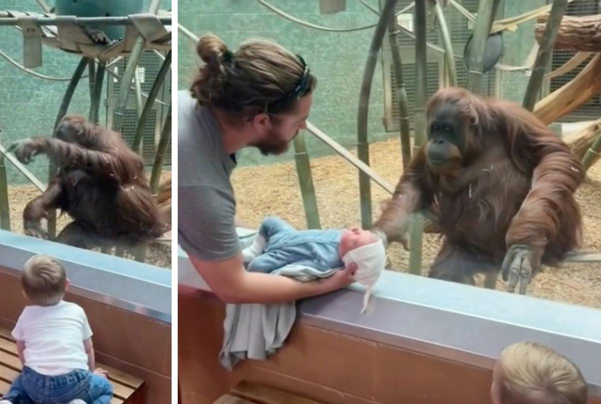 Curious Orangutan Asked To See Visitors Newborn At Louisville Zoo
