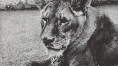 Little Tyke, the vegetarian lion