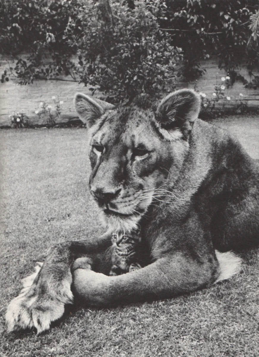 Little Tyke, the vegetarian lion