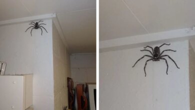 Woman Shares Her Home With A Giant Spider Who Moved In One Day