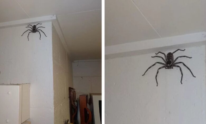 Woman Shares Her Home With A Giant Spider Who Moved In One Day