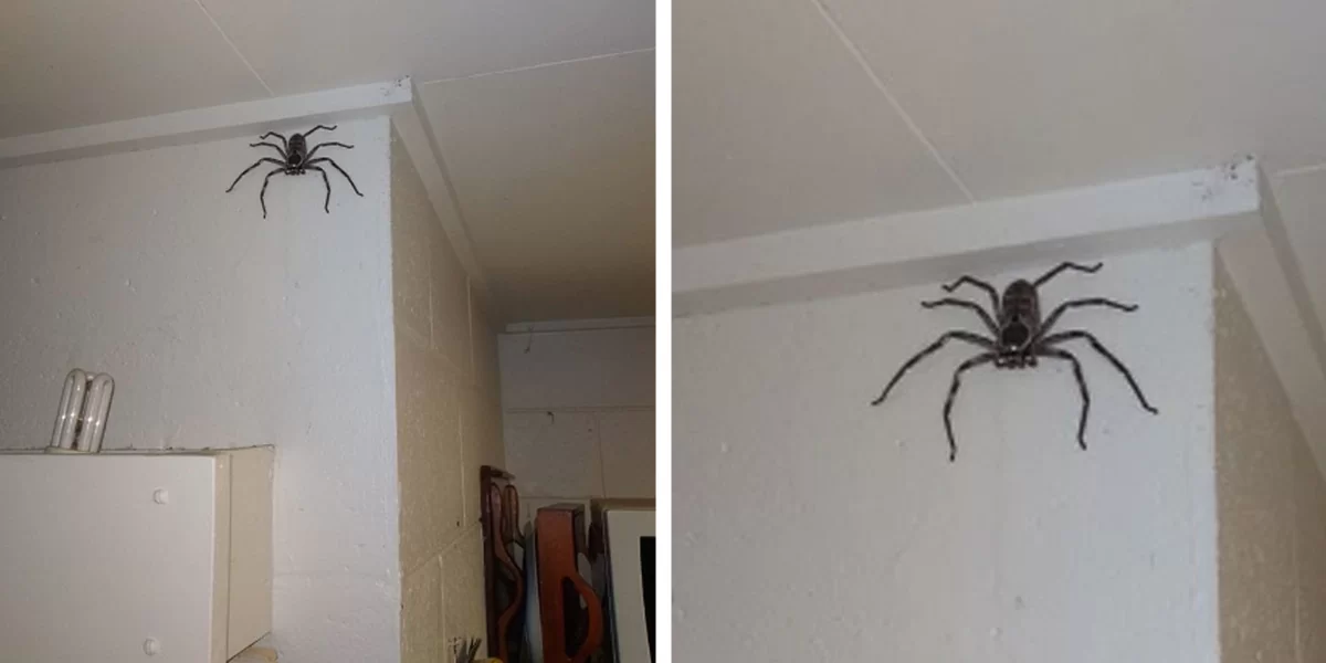 Woman Shares Her Home With A Giant Spider Who Moved In One Day