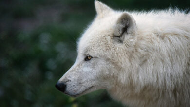 Scientists Bring the Dire Wolf Back from Extinction After 13,000 Years