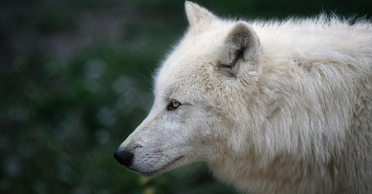 Scientists Bring the Dire Wolf Back from Extinction After 13,000 Years