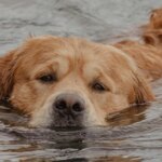 Lost Dog Flees Foster Home and Swims 100 Miles Before Rescue At Sea