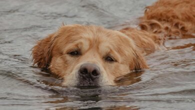 Lost Dog Flees Foster Home and Swims 100 Miles Before Rescue At Sea