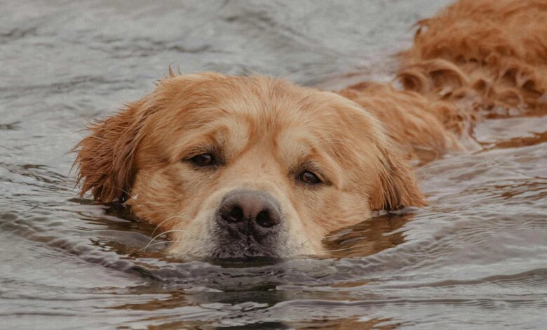 Lost Dog Flees Foster Home and Swims 100 Miles Before Rescue At Sea