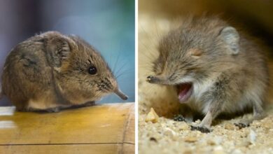Tiny Elephant Shrews Have Been Rediscovered In Africa After Being Classed As A ‘Lost Species’ For The Last 50 Years