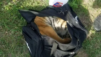 A Rescue at the Border. – Daily News