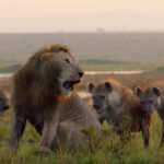 Lion Is Going To Lose Fight With 20 Hyenas, Until His Brother Shows Up To Save Him