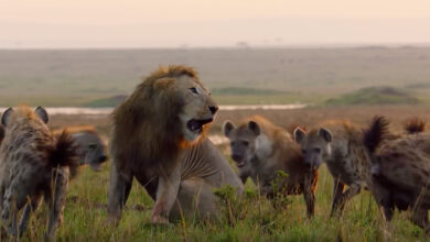 Lion Is Going To Lose Fight With 20 Hyenas, Until His Brother Shows Up To Save Him