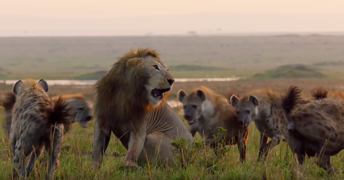 Lion Is Going To Lose Fight With 20 Hyenas, Until His Brother Shows Up To Save Him