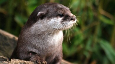 Louie The Otter Escapes Wisconsin Zoo And Chooses To Remain In The Wild