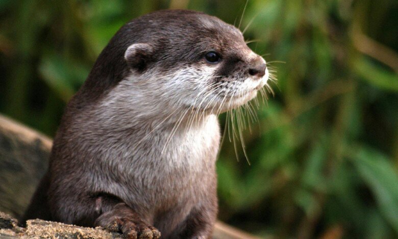 Louie The Otter Escapes Wisconsin Zoo And Chooses To Remain In The Wild