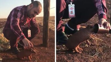 This Thirsty Armadillo Flagged Down A Car To Ask For Help