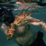 ‘My Octopus Teacher’: The incredible tale of a South African diver who formed an unlikely bond with an octopus