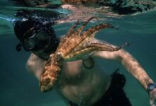 ‘My Octopus Teacher’: The incredible tale of a South African diver who formed an unlikely bond with an octopus