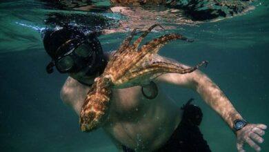 ‘My Octopus Teacher’: The incredible tale of a South African diver who formed an unlikely bond with an octopus