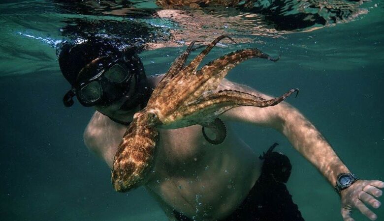 ‘My Octopus Teacher’: The incredible tale of a South African diver who formed an unlikely bond with an octopus