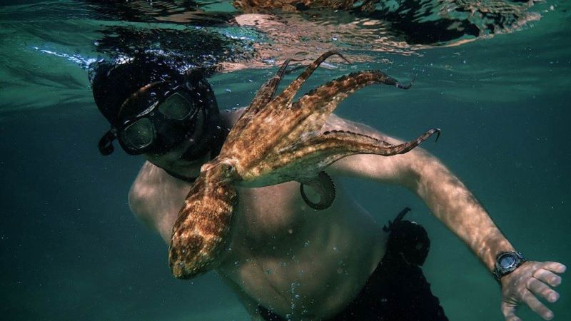 ‘My Octopus Teacher’: The incredible tale of a South African diver who formed an unlikely bond with an octopus
