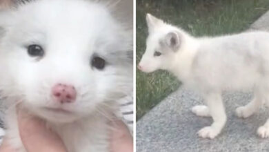 Woman Finds Out The Strange "Japanese Spitz" She's Been Raising For A Year Is Actually A White Fox