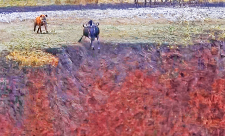 Hyena Chases Wildebeest Off a Cliff