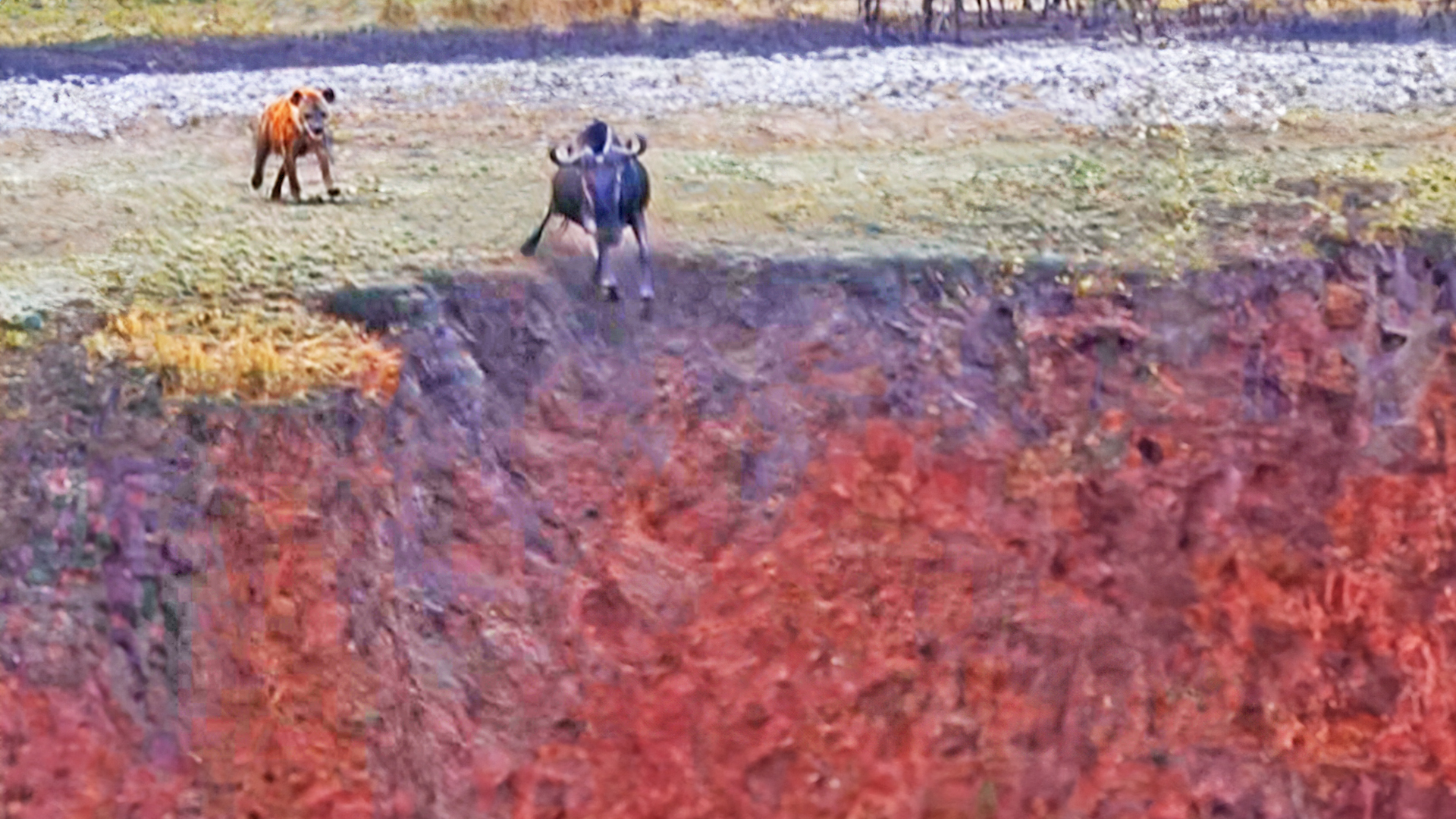 Hyena Chases Wildebeest Off a Cliff