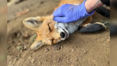 'Unusual' Fox Too Friendly For The Wild Demands Belly Rubs From His Caretakers