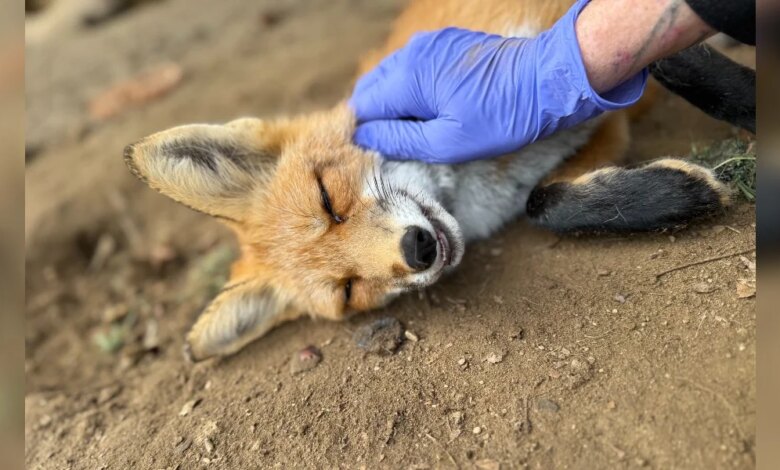 'Unusual' Fox Too Friendly For The Wild Demands Belly Rubs From His Caretakers