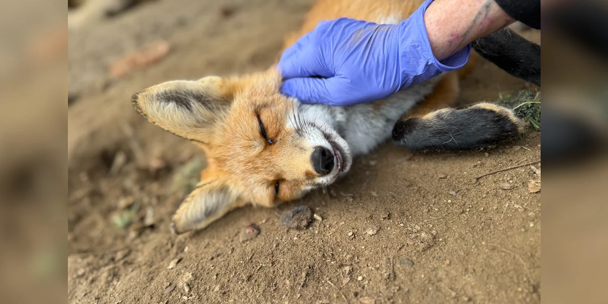 'Unusual' Fox Too Friendly For The Wild Demands Belly Rubs From His Caretakers