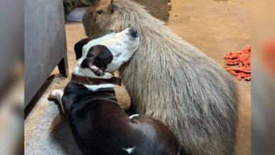 Sanctuary Staff Finally Give In To Capybara Who Just Wants To Nap With The Dogs