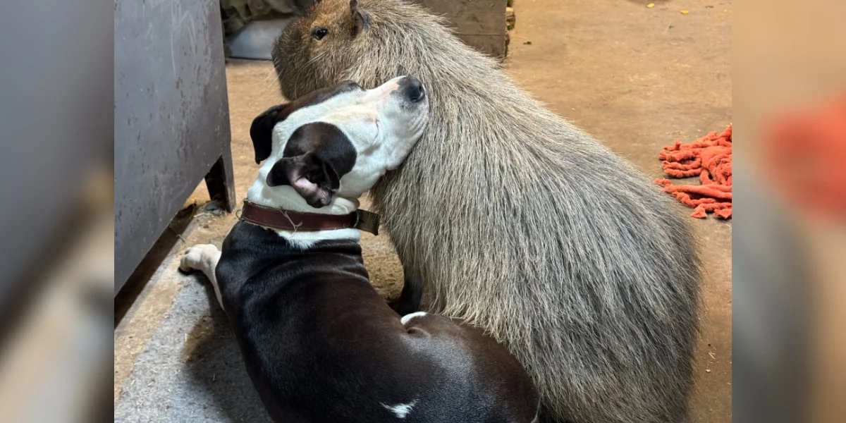 Sanctuary Staff Finally Give In To Capybara Who Just Wants To Nap With The Dogs