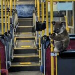 Kindhearted Bus Driver Opens His Doors To A Koala In Need Of A Ride