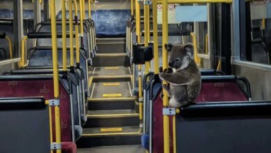 Kindhearted Bus Driver Opens His Doors To A Koala In Need Of A Ride