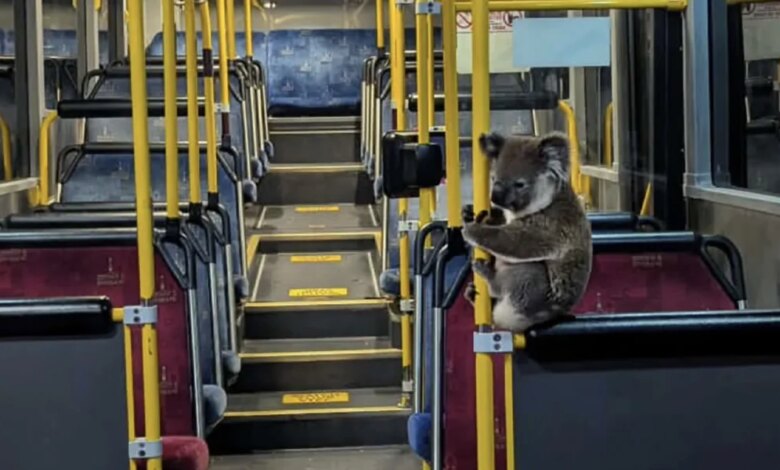 Kindhearted Bus Driver Opens His Doors To A Koala In Need Of A Ride