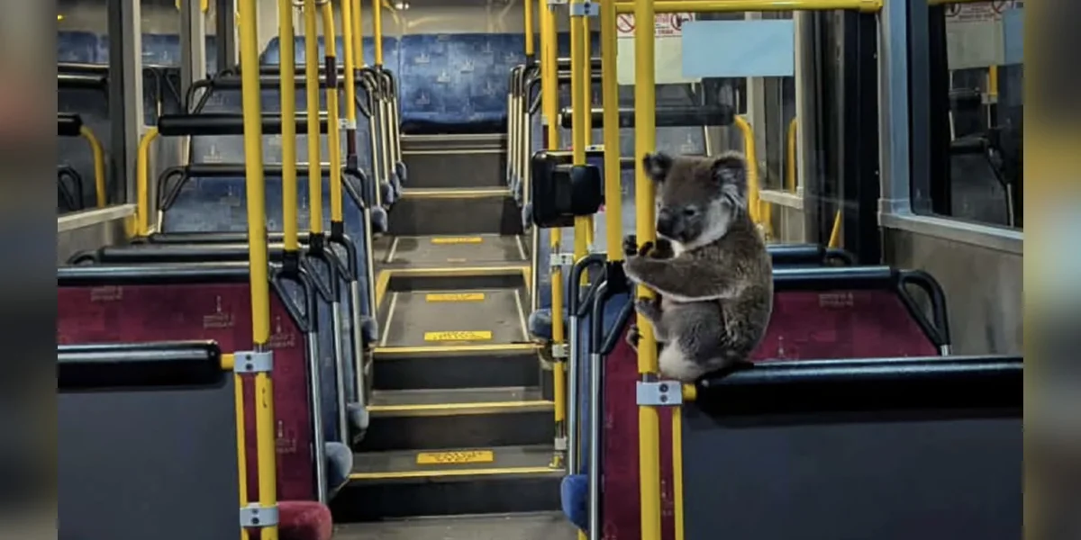 Kindhearted Bus Driver Opens His Doors To A Koala In Need Of A Ride
