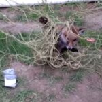 Frightened Baby Fox Tangled In Football Net Gets A Helping Hand