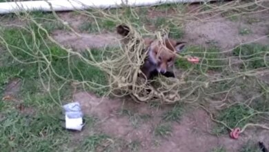 Frightened Baby Fox Tangled In Football Net Gets A Helping Hand