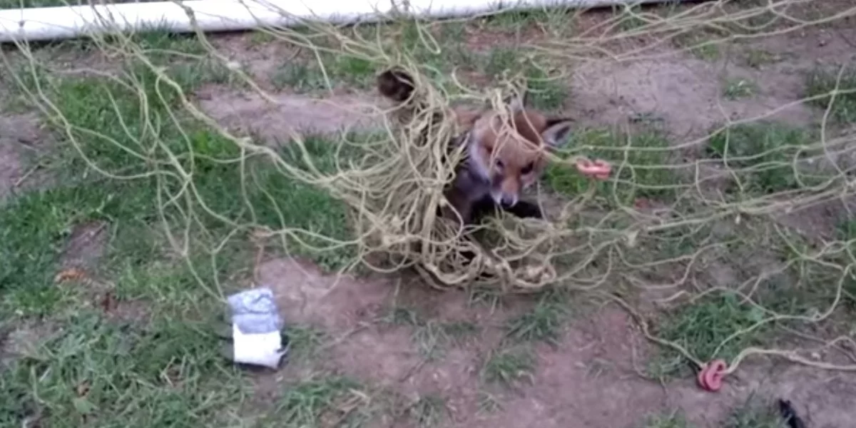 Frightened Baby Fox Tangled In Football Net Gets A Helping Hand
