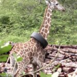 A giraffe has been rescued after getting a car tyre trapped over its neck in Haller Park, Mombasa, Kenya this week