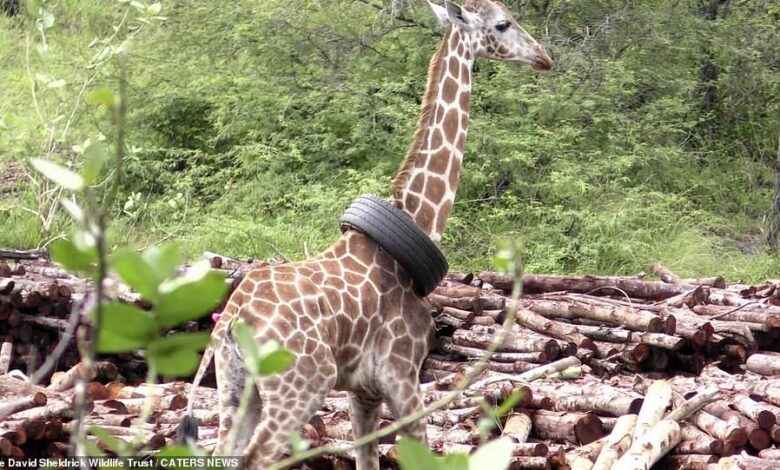 A giraffe has been rescued after getting a car tyre trapped over its neck in Haller Park, Mombasa, Kenya this week