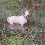 Heartbreaking video shows the white pup with black ears terrified and growling as he stood in water up to his chest before  police came to its rescue