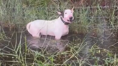 Heartbreaking video shows the white pup with black ears terrified and growling as he stood in water up to his chest before  police came to its rescue