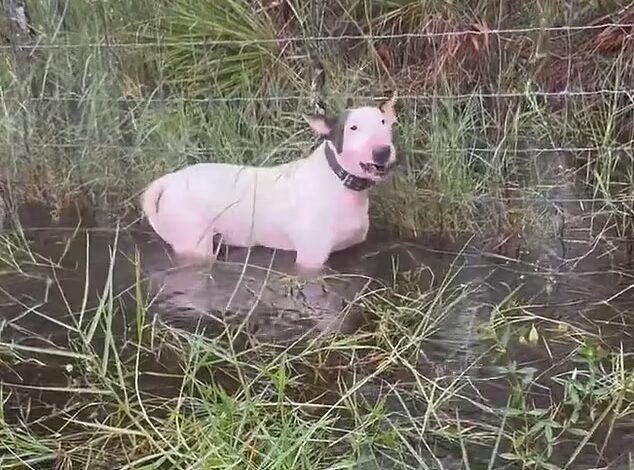 Heartbreaking video shows the white pup with black ears terrified and growling as he stood in water up to his chest before  police came to its rescue